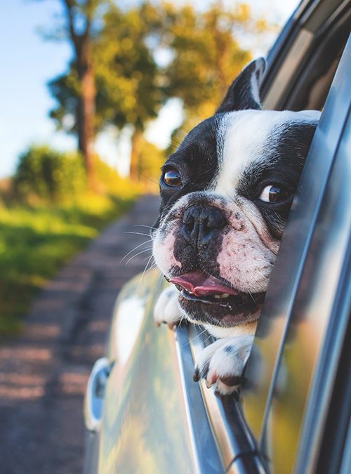 car insurance